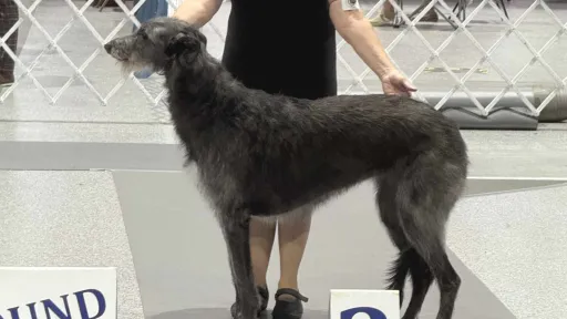 Owner handler and deerhound