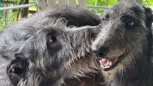 Two Scottish deerhounds nuzzle each other
