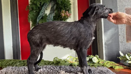 Blue boy stack photo