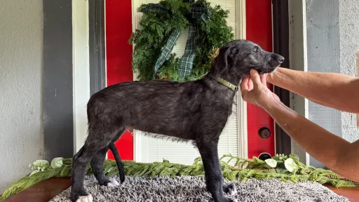 Stacked Scottish deerhound puppy