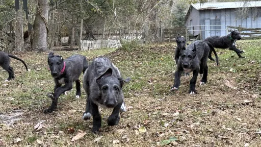 Puppies running hard 
