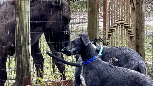 Deerhound puppies meeting the mini donkey