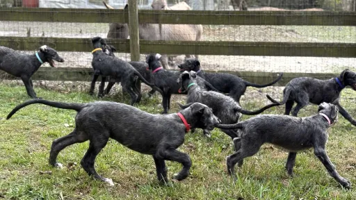 Puppies romping in the yard with a donkey in background