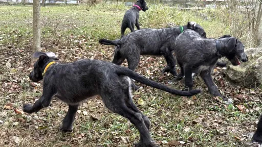 Romping puppies in the yard
