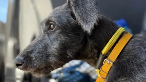 Young deerhound head and neck