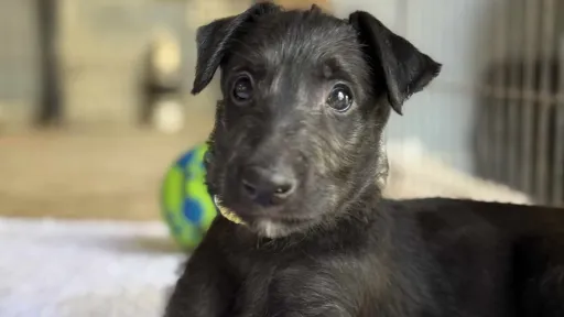 Yellow girl laying on the porch