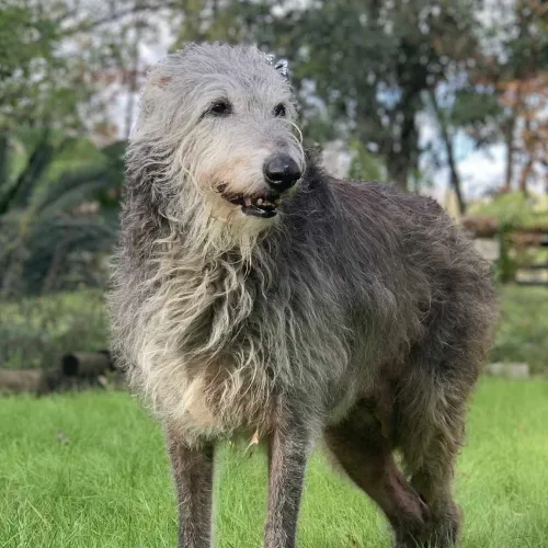 A very senior deerhound