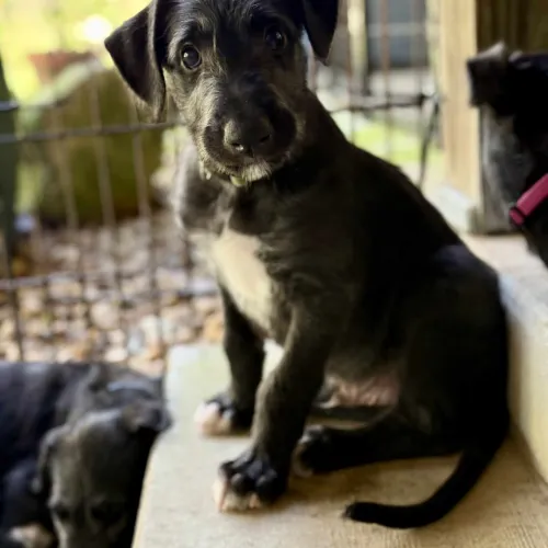 Green boy sitting on porch step