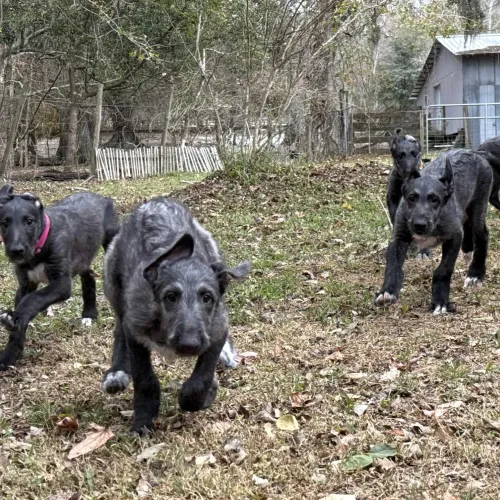 Puppies running hard 