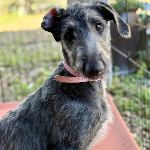 A young deerhound sitting
