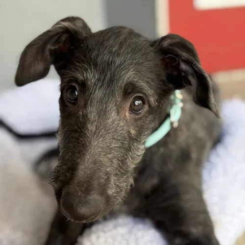 Young deerhound looking at camera