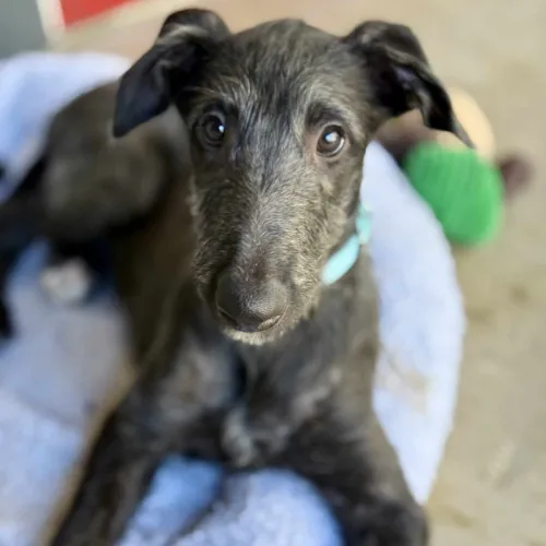 Young deerhound looking at camera