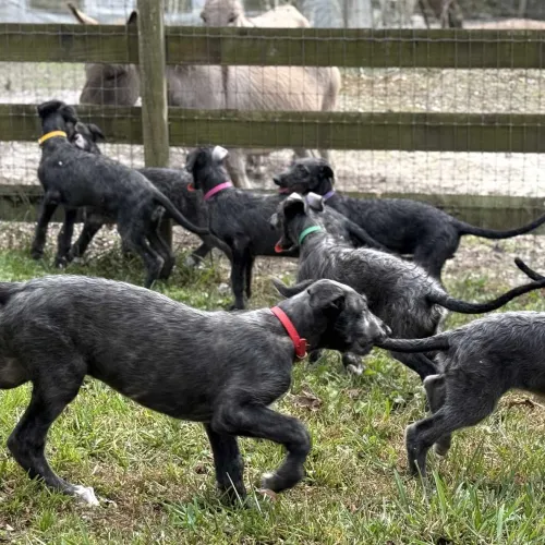 Puppies romping in the yard with a donkey in background