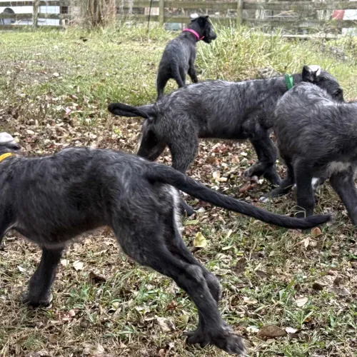 Romping puppies in the yard