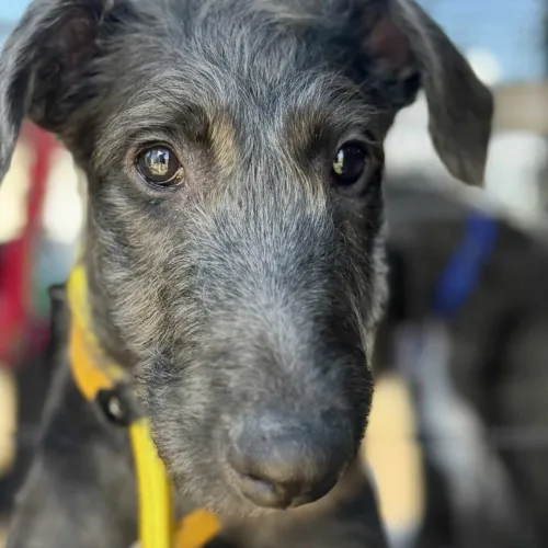Deerhound puppy head from front