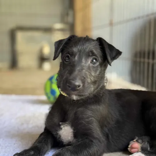 Yellow girl laying on the porch