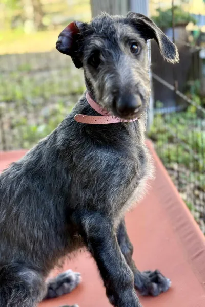 A young deerhound sitting