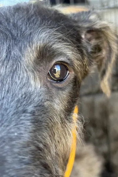 Puppy eye closeup