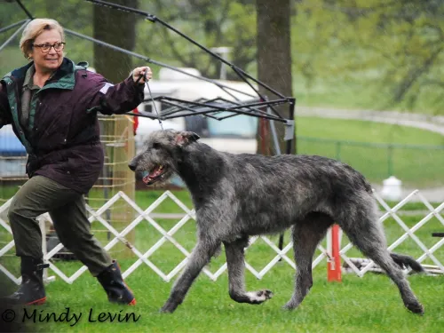 Joyce showing Cress at the National Specialty