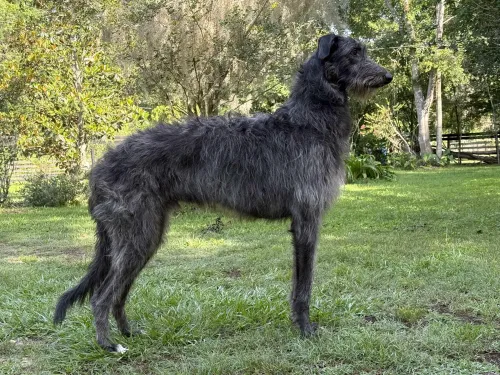 A juvenile self-stacked male deerhound