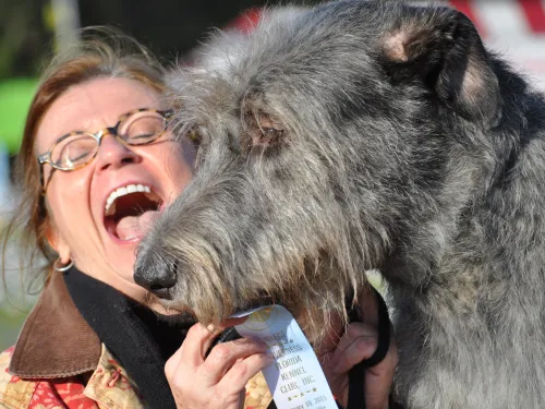 Happy attractive woman holding dog show ribbon with Irish Wolfhound