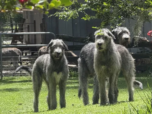 Three brindle wolfhound in the yard with a donkey in background