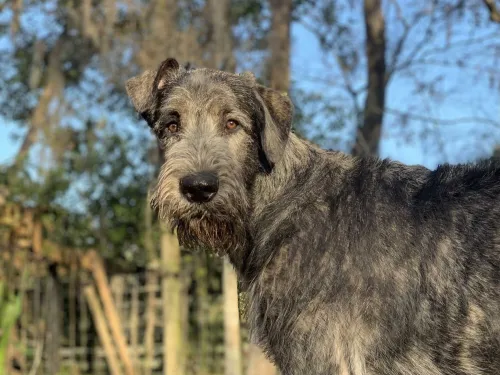 Juvenile brindle wolfhound outdoors