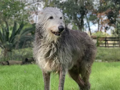 A very senior deerhound