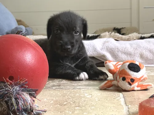 A very young wolfhound pup with her toys