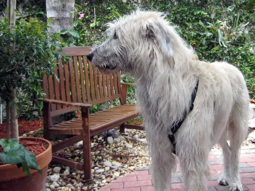 A wheaten colored Irish Wolfhound in front of a park bench