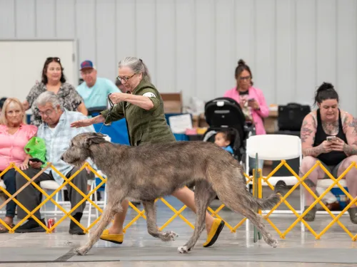 A brindle young wolfhound gaiting in show ring