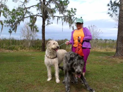 2 wolfhounds and a happy woman in a Florida park
