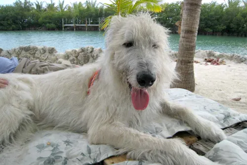Wheaten wolfhound laying on the beach