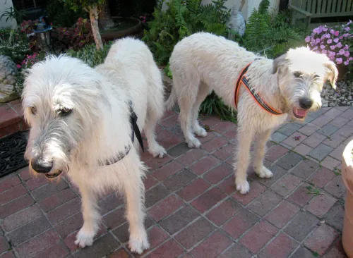 Two wheaten wolfhounds standing in a courtyard