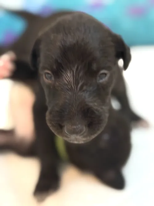 Very young deerhound puppy with open eyes