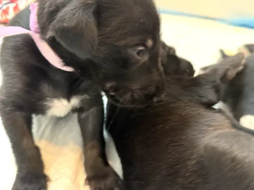 Very young puppy licking littermate